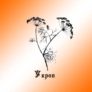 Укроп