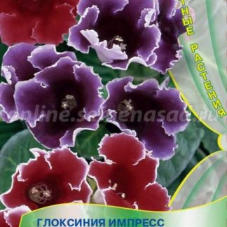 Семена Глоксиния "Импресс формула" микс